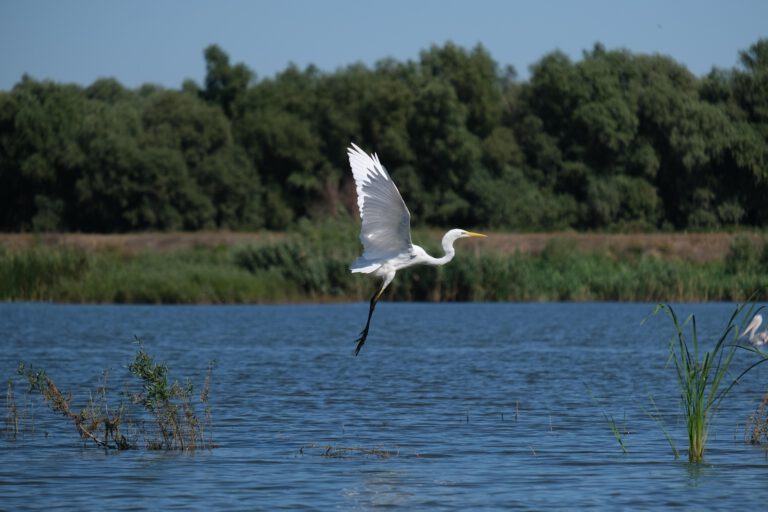 Schifffahrt Walhalla / Bach an der Donau