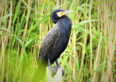 Kormoran - Expedition Donaualtwasser_Schifffahrt Klinger